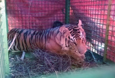 Harimau Sumatera yang Masuk Perangkap di Napal Putih, Dikemanakan?