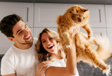 Kucing Sebagai Hewan Peliharaan, Simak Makna Mimpi Membeli dan Memelihara Kucing