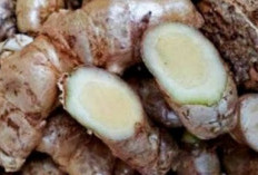 10 Khasiat Temu Putih Untuk Kesehatan Tubuh, Cegah Diabetes Hingga Menghambat Pertumbuhan Sel Kanker