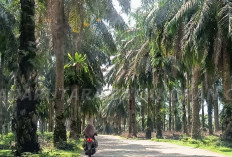 Apa Kabar Dugaan Pembalakan Ratusan Hektar di Eks HGU Agricinal?