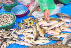  Hampir Punah, Pemkab Mukomuko Maksimalkan Perlindungan Ikan Mikih