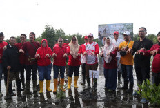 Ekosistem Mangrove di Bengkulu Kritis, Dinas LHK dan KKI Warsi Inisiasi Aksi Rehabilitasi