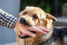 Kenali Penyebab Serta Cara Melakukan Pertolongan Pertama pada Rabies