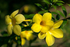 Yuk Kenali Manfaat Rahasia dari Bunga Alamanda untuk Kesehatan