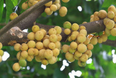 Tak Banyak yang Tahu, Ini Dia Manfaat dari Buah Duku untuk Kesehatan Tubuh