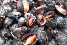 Menyibak Manfaat Kesehatan dari Mengkonsumsi Kerang Bulu Jarang