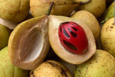 Temukan Berbagai Manfaat Mengkonsumsi Buah Pala Untuk Kesehatan Tubuh