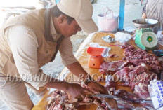 Wabah Penyakit Ngorok, Puskeswan Imbau Masyarakat Teliti Membeli Daging