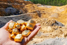 Aktivitas Tambang Emas HPT Lebong Kandis Tanggung Jawab Dinas Kehutanan Provinsi 