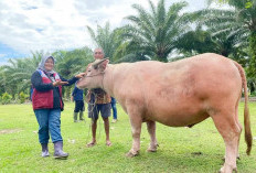 Daging Kurban Bantuan Presiden Akan Dibagikan untuk Fakir Miskin dan Ponpes di Mukomuko