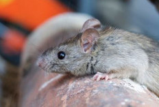 Waspada Penyakit Berbahaya dari Kencing Tikus