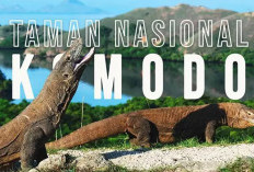 Konservasi dan Pariwisata, Mengapa Taman Nasional Komodo Butuh Istirahat?