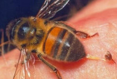 Melihat Makna Mimpi Disengat Lebah Menurut Pandangan Islam