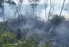 BREAKING NEWS! Api Mengamuk di Hamparan Lahan Suka Langu - Lubuk Gedang