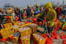 Ikan Labuan Bajo Primadona di Malaysia dan Singapura