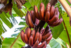 Tak Perlu Diragukan Lagi, Ternyata Pisang Merah Menyimpan Berbagai Manfaat Bagi Kesehatan