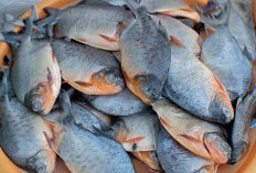 Mengenal  Manfaat Protein dari Mengkonsumsi Ikan Bawal Untuk Kesehatan