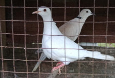 Ingin Memelihara Burung yang Tidak Bikin Repot? Puter Jawabannya...