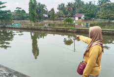 Dinas Perikanan Mukomuko Dorong Kemandirian Pembudidaya Ikan