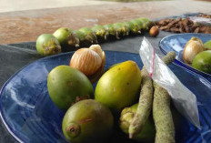 Jangan Lewatkan Obat Tradisional Satu Ini ! Temukan Manfaat Buah Gambir Bagi Kesehatan