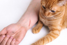 Kenali Arti Dicakar Kucing Dalam Mimpi