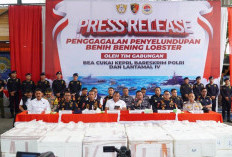 Polri Gagalkan Penyelundupan Benih Lobster di Perairan Bintan