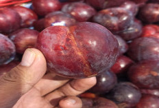 Kenali 20 Manfaat dari Buah Plum yang Baik untuk Kesehatan