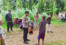 Letuskan Senjata ke Udara, Sapi Simental Dibantai, Kawanan Curnak Lukai Pemilik Ternak