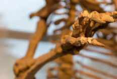 Penemuan Mengejutkan: Fosil 'Manusia Tertua' di Jepang Ternyata Milik Beruang Purba