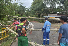 Hujan Disertai Badai, Pohon dan Tiang Listrik di Padang Jaya Roboh