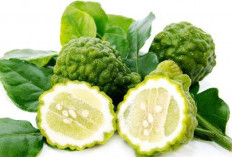 Kenali Jeruk Bergamot, Dengan Segudang Manfaat Bagi Kesehatan Tubuh Kita