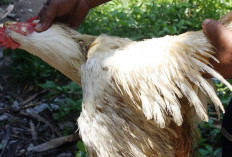 Kok Ngeri? Ternyata Ini Arti Mimpi Menyembelih Ayam Tapi Tidak Mati
