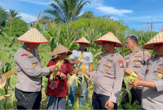 Pemerintah Pastikan tidak Ada Impor, Indonesia Capai Swasembada Jagung pada 2026