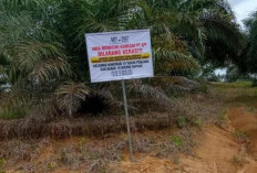 Penertiban Kebun Sawit Ilegal dan Baliho Klaim Lahan PT API Disorot