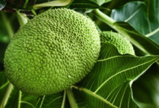 Buah Ini Di Juluki Sebagai Buah Sakti Mampu Atasi Kiamat , Katanya Di Buru Oleh Orang Eropa,Yuk Simak Faktanya