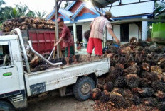 Jelang Idul Adha Harga TBS Sawit Naik, Lebaran Pabrik Tutup