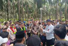 Hasil Cek Pemda & Tim BPN, 2 dari 16 Titik Koordinat PT Agricinal Sebelat Berada di Luar HGU