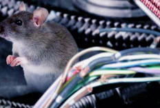 Trik Mengusir Tikus di Kap Mobil, Ampuh Dan Mudah
