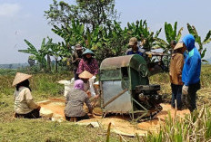 Gubernur Helmi Mau Buat BBM Jerami, Ini Catatan Produksi Areal Sawah Provinsi Bengkulu