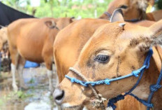 Jenis Sapi Ini Diklaim Tak Mudah Dijangkit Jembrana 