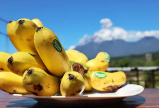 Pisang Kirana Mas Lumajang Guncang Pasar Internasional