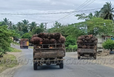 Edaran Gubernur Soal Harga TBS Dinilai 'Macan Ompong', Petani Kecewa Harga Masih Rendah