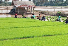 Petani Karya Jaya Optimis, Produksi Padi Musim Kedua Tahun Ini, Tetap Terpenuhi