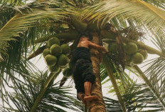 Menilik Arti Mimpi Memanjat Pohon kelapa Dan Memetik Buahnya