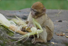 Monyet Pesta Pora, Petani Jagung Dibuat Nangis