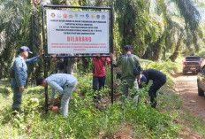 Satgas PKH Segel 4 Lokasi Termasuk di Konsesi PT API, Tegaskan Komitmen Jaga Hutan