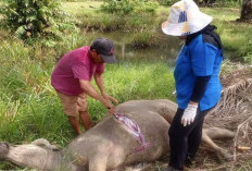 Gara-gara Wabah Ngorok, Populasi Kerbau di Mukomuko Terancam Punah