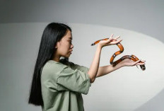 Tak Sekadar Mimpi! Bermain dengan Ular, Bisa Jadi Pertanda Ada Kekuatan Tersembunyi