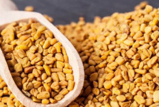 Mengungkap Rahasia dari Manfaat Fenugreek untuk Diabetes Serta Cara Mengkonsumsi 