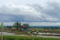 Masuk Musim Hujan Akhir Tahun, Petani Kompak Mulai Tanam Padi